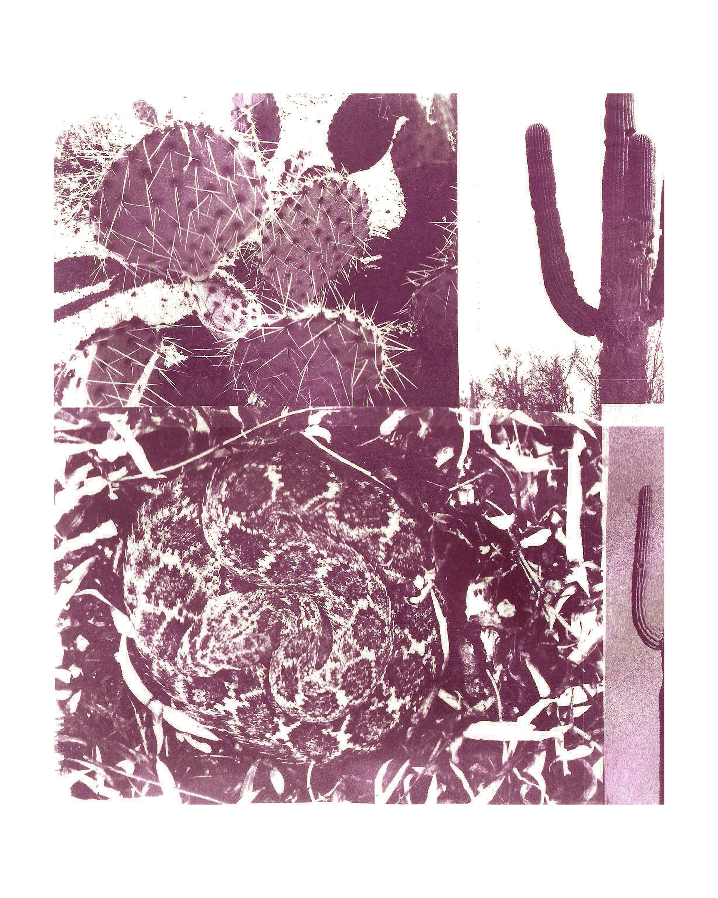 Desert Cyanotype Print