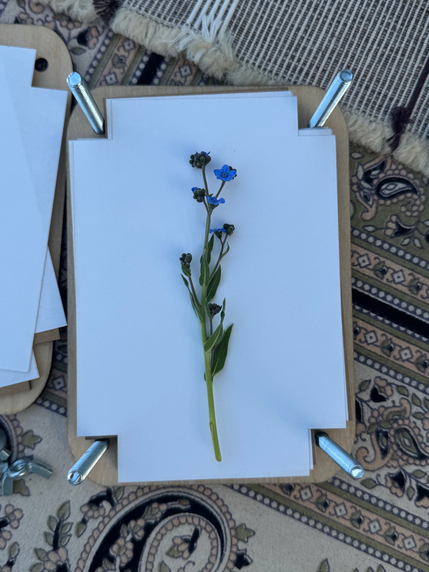 Standard Flower Press-5"x7"