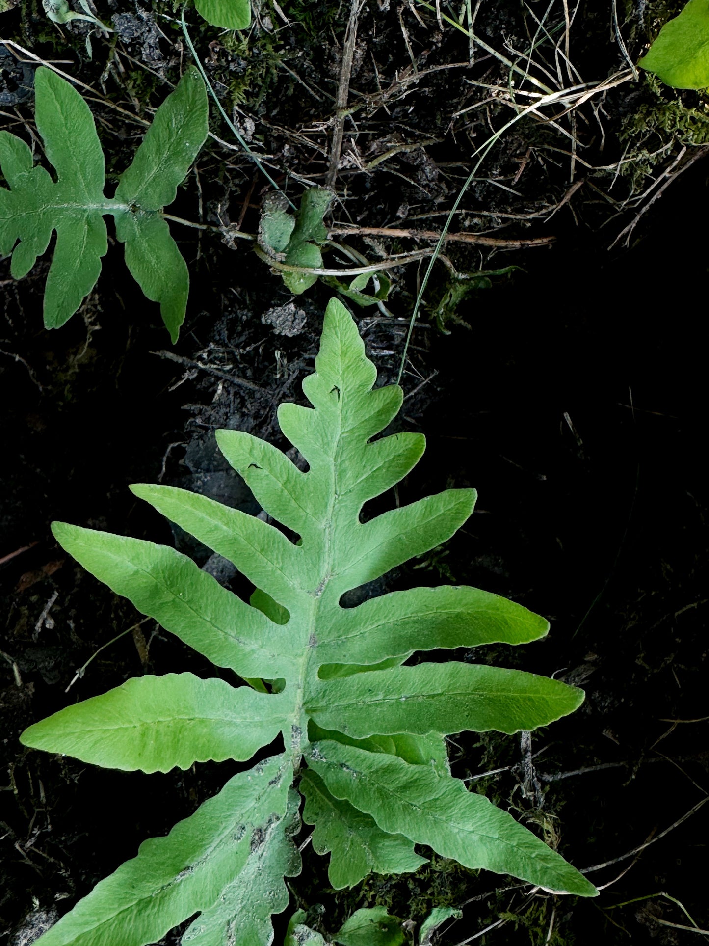 Wood Sensitive Fern Earrings