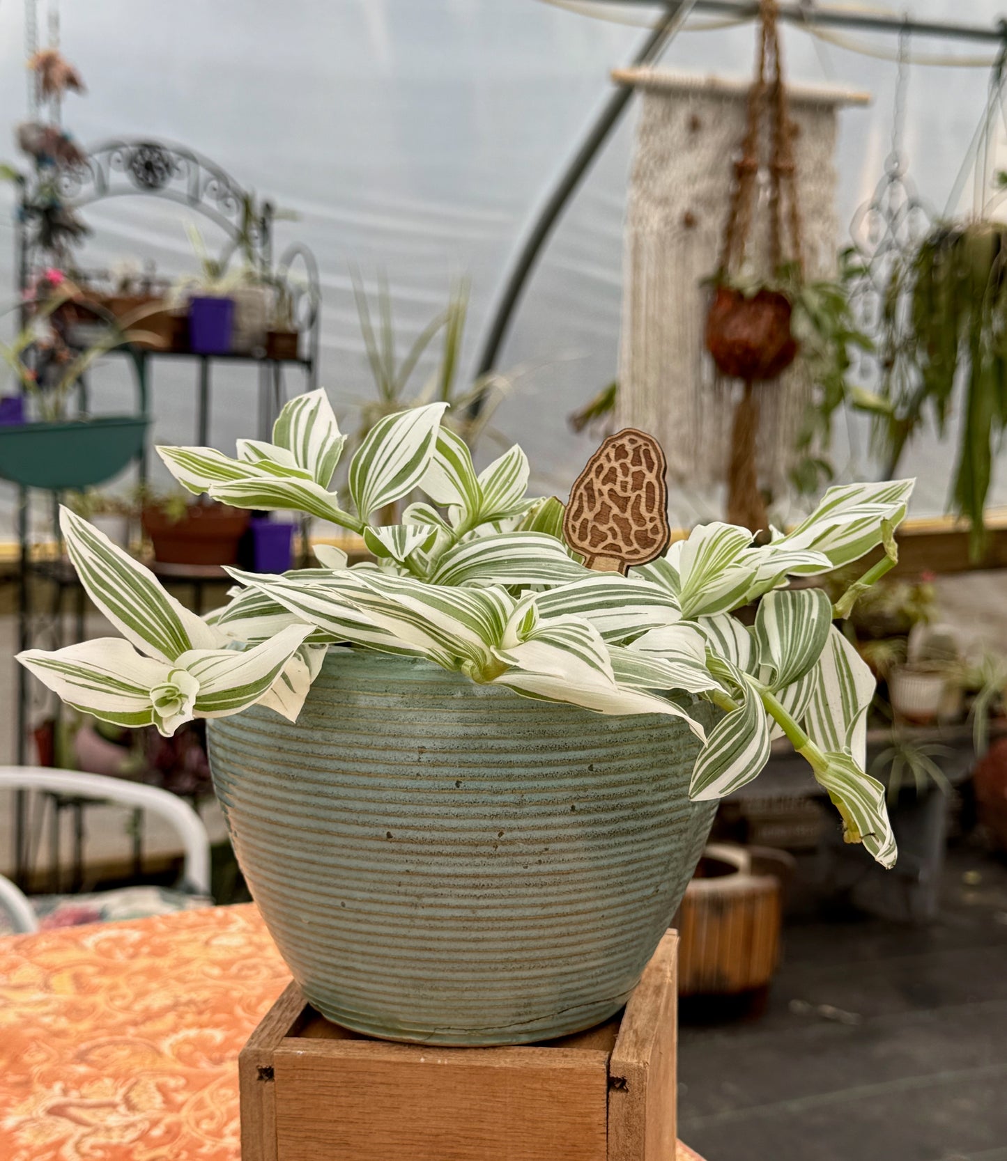 Morel Mushroom Plant Stake