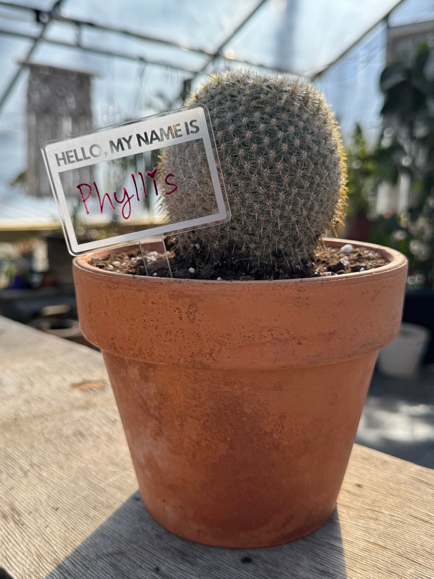 Hello My Name Is Plant Stake