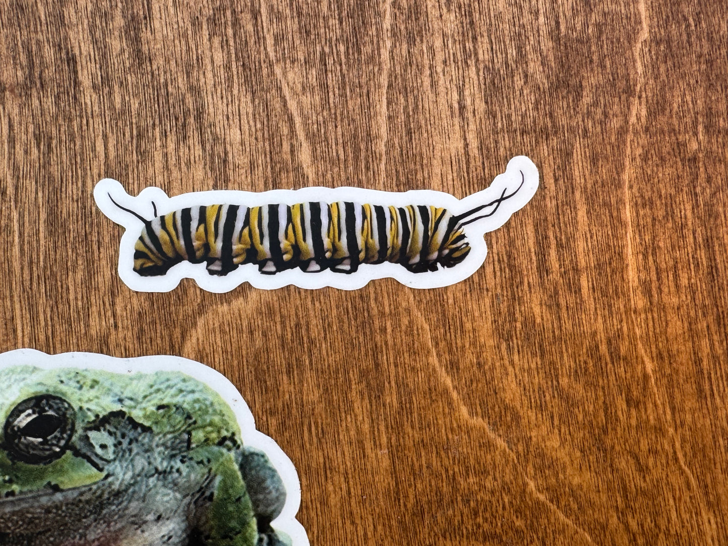 Monarch Caterpillar Sticker