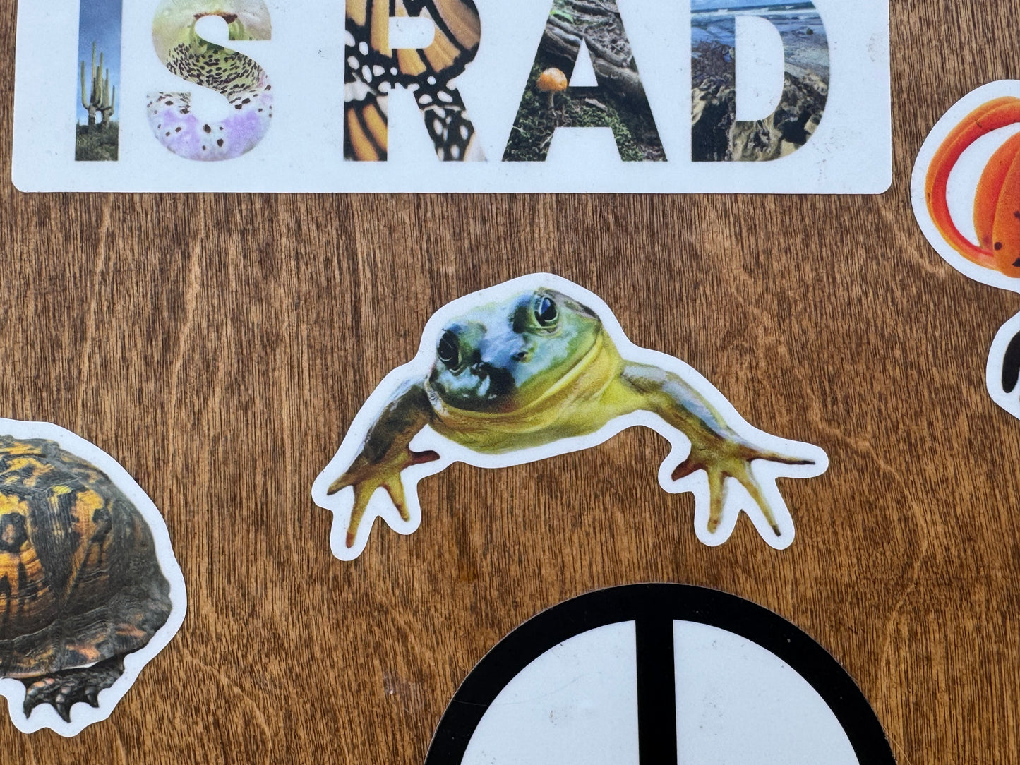 Bull Frog Sticker