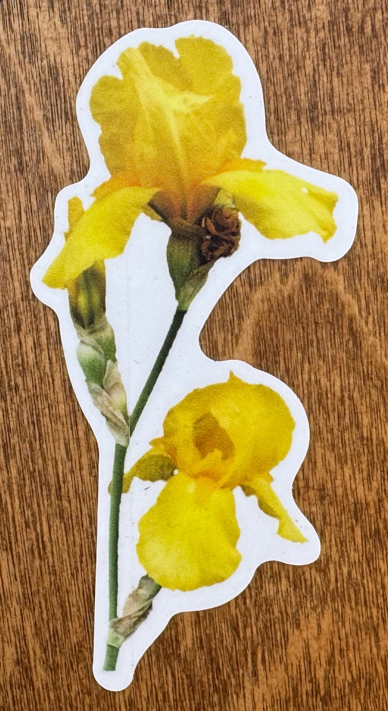 Yellow Iris Sticker
