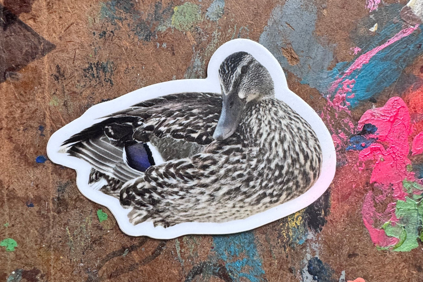 Female Mallard Duck Sticker