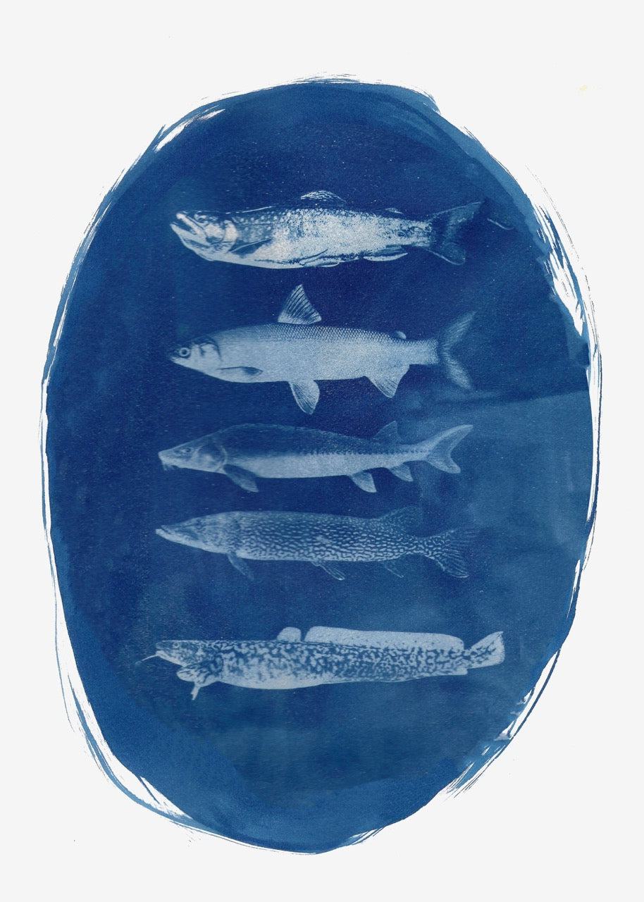 Michigan Native Fish Cyanotype Print