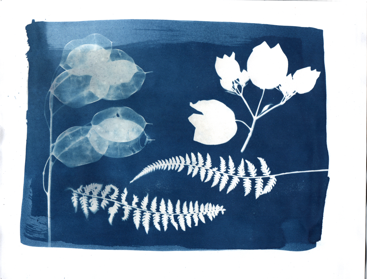 Fern, Money Plant + Bougainvillea Cyanotype Print