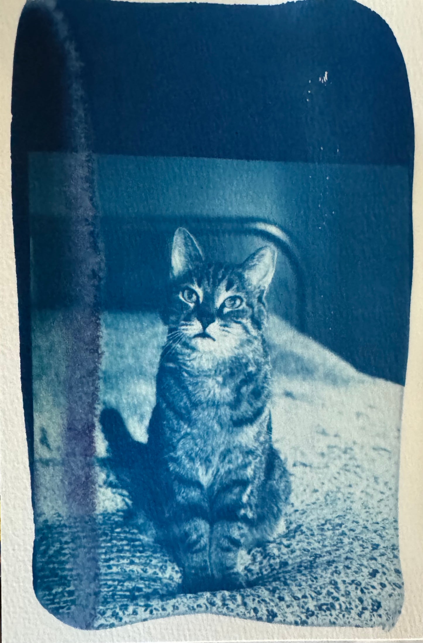Sunday, June  28th 3-6pm: Cyanotype 2.0
