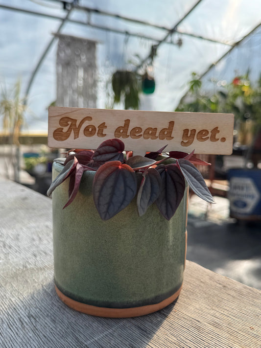 Not Dead Yet Plant Stake