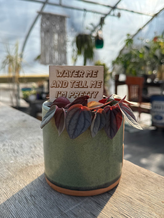 Water Me and Tell Me I'm Pretty Plant Stake