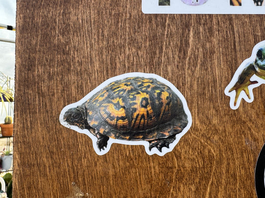 Female Eastern Box Turtle Sticker