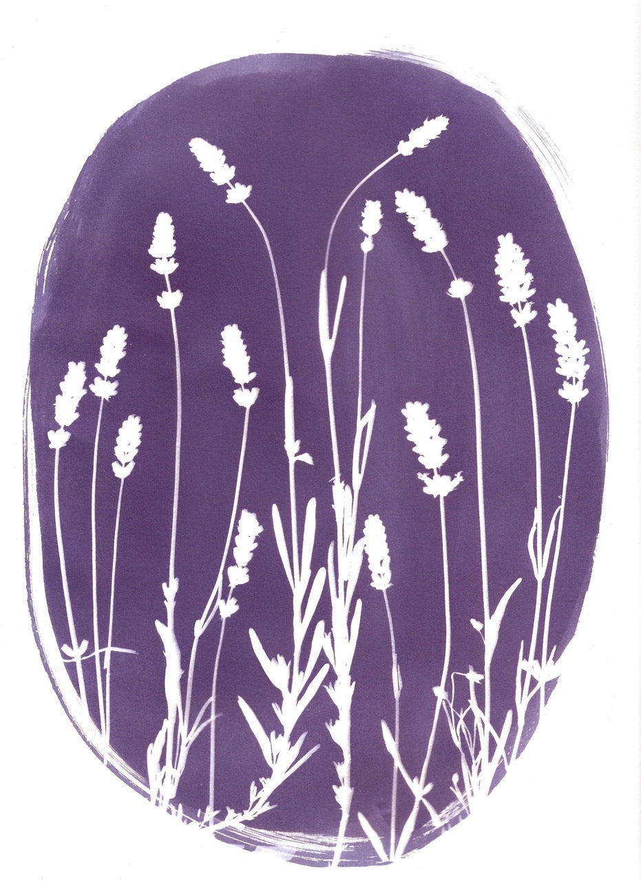 Lavender Cyanotype Print