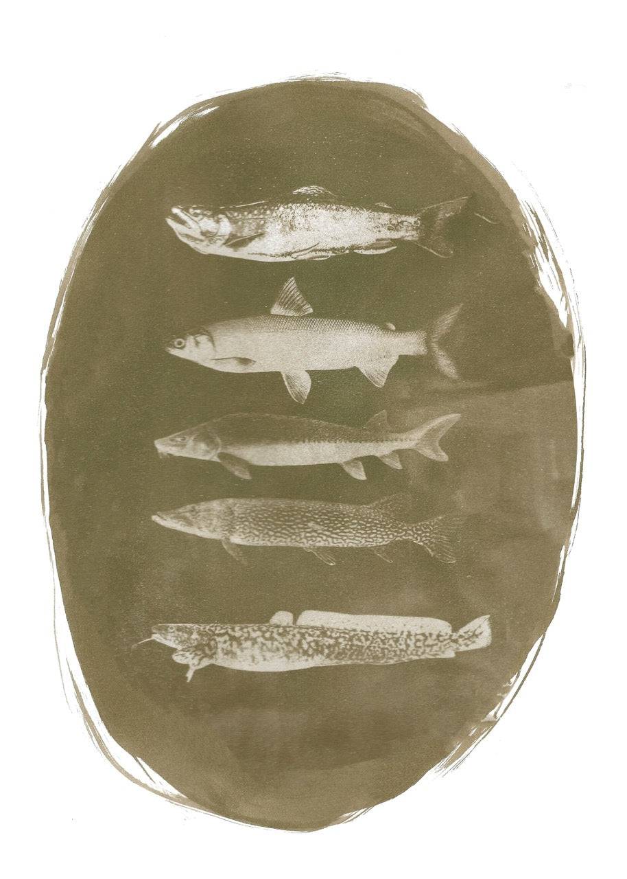 Michigan Native Fish Cyanotype Print