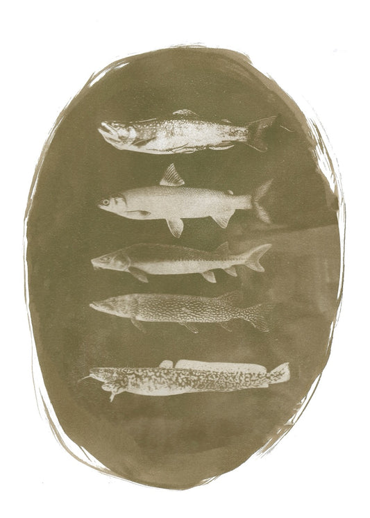Michigan Native Fish Cyanotype Print