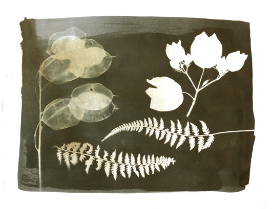 Fern, Money Plant + Bougainvillea Cyanotype Print