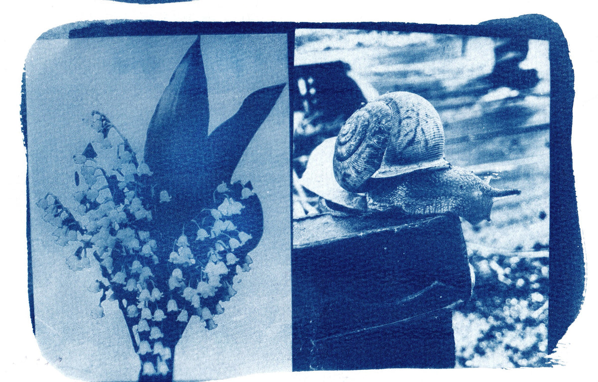 Lily of the Valley + Garden Snail Cyanotype Print